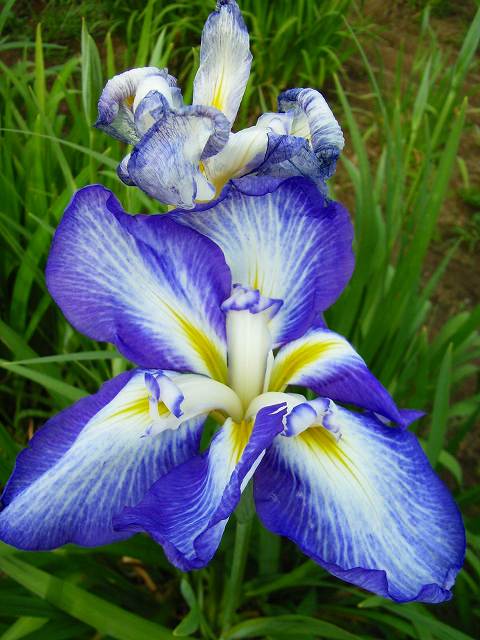 ���₶�̎