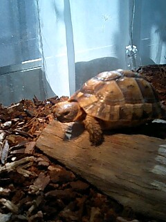 ���₶�̎