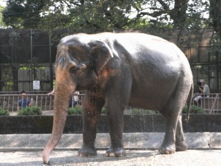 ���₶�̎