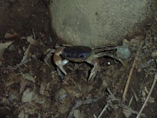 ���₶�̎