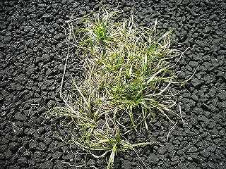 ���₶�̎