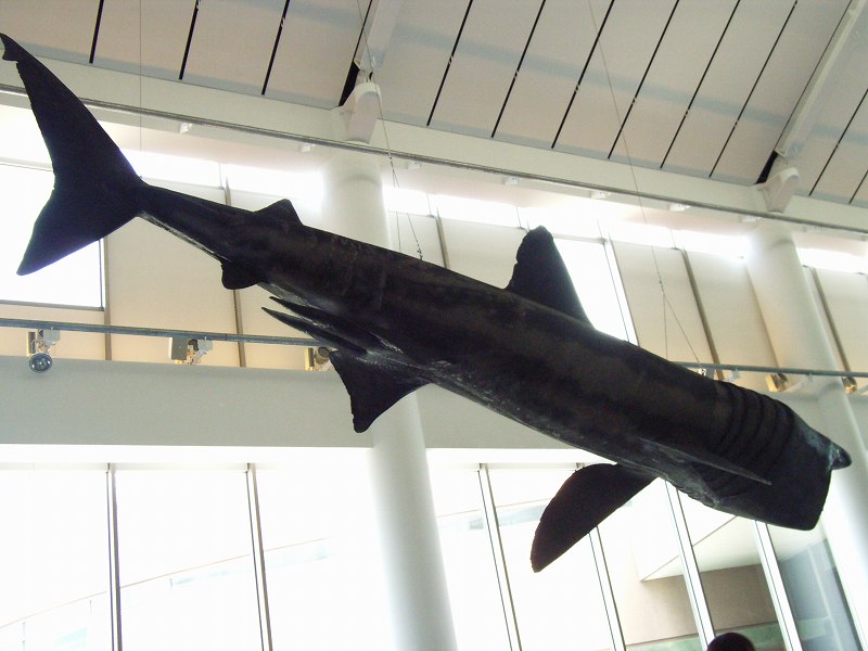 ���₶�̎