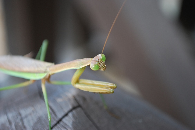 ���₶�̎