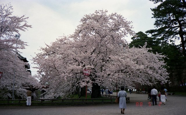 ���₶�̎