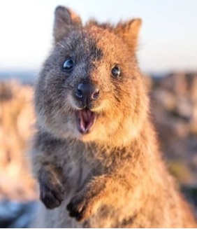 ���₶�̎