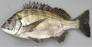 ���₶�̎