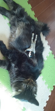 �����ߐ����@�@����  -��ʎ��́E�e��ی���舵��-