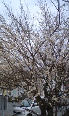 �����ߐ����@�@����  -��ʎ��́E�e��ی���舵��-