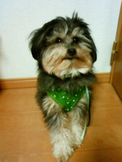 �����ߐ����@�@����  -��ʎ��́E�e��ی���舵��-