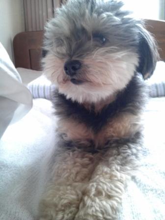 �����ߐ����@�@����  -��ʎ��́E�e��ی���舵��-