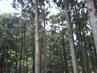 �����ߐ����@�@����  -��ʎ��́E�e��ی���舵��-