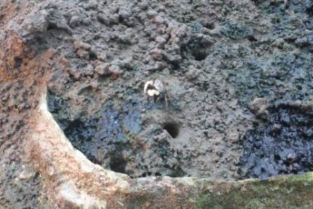 �����ߐ����@�@����  -��ʎ��́E�e��ی���舵��-