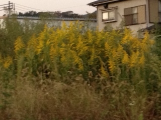 �����ߐ����@�@����  -��ʎ��́E�e��ی���舵��-