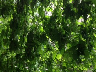 �����ߐ����@�@����  -��ʎ��́E�e��ی���舵��-