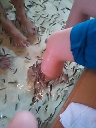 �����ߐ����@�@����  -��ʎ��́E�e��ی���舵��-