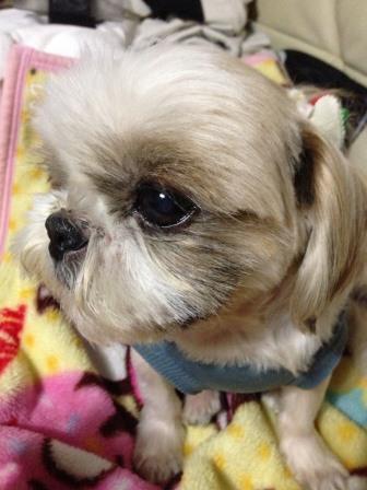 �����ߐ����@�@����  -��ʎ��́E�e��ی���舵��-