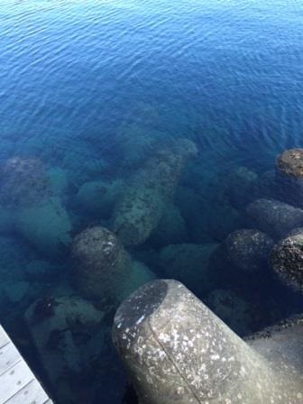 �����ߐ����@�@����  -��ʎ��́E�e��ی���舵��-