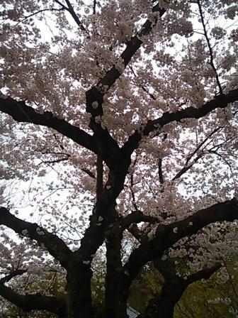 �����ߐ����@�@����  -��ʎ��́E�e��ی���舵��-