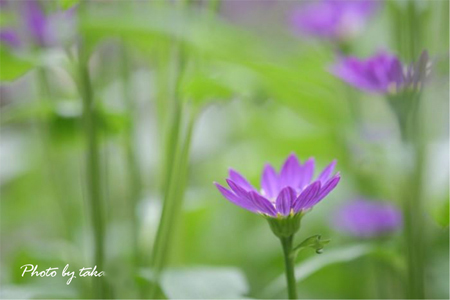 �V�V�@���C���L