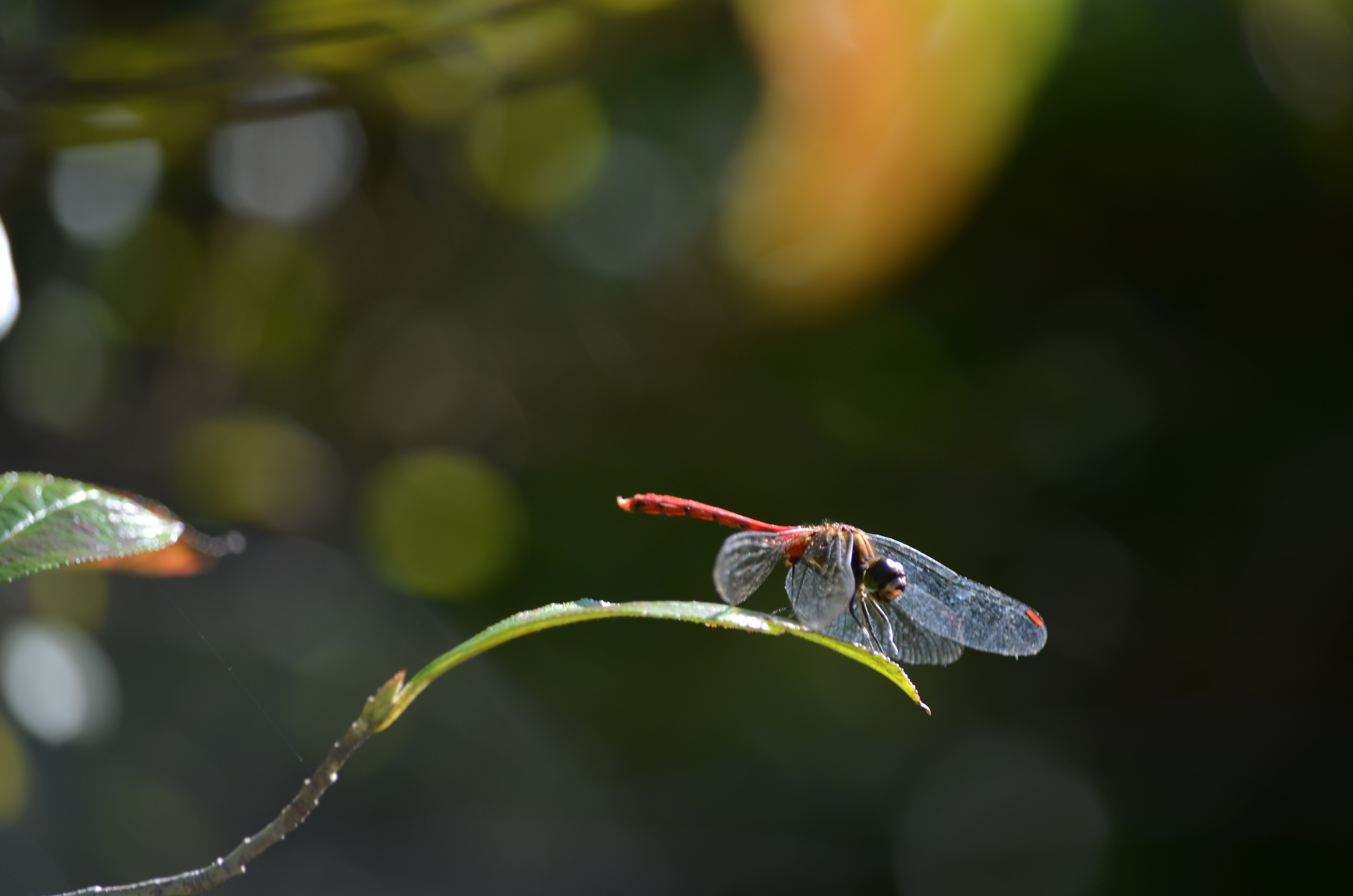 �V�V�@���C���L