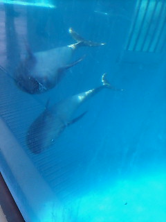 �X�|�b�g���C�g��