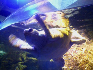 �X�|�b�g���C�g��