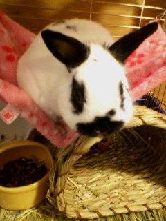 �X�|�b�g���C�g��