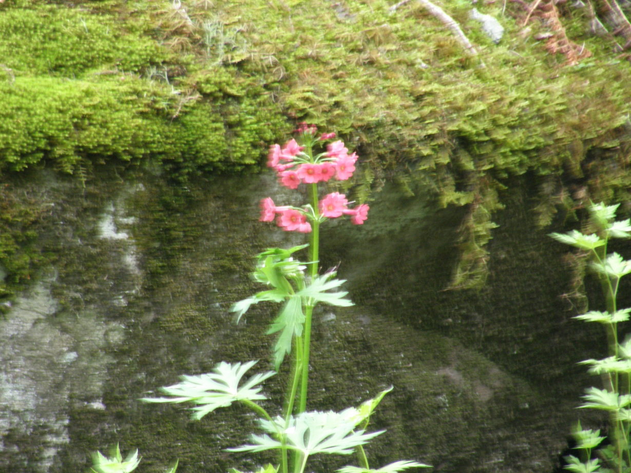 ���������C�ł�