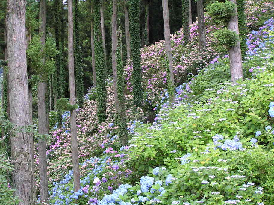 ���������C�ł�