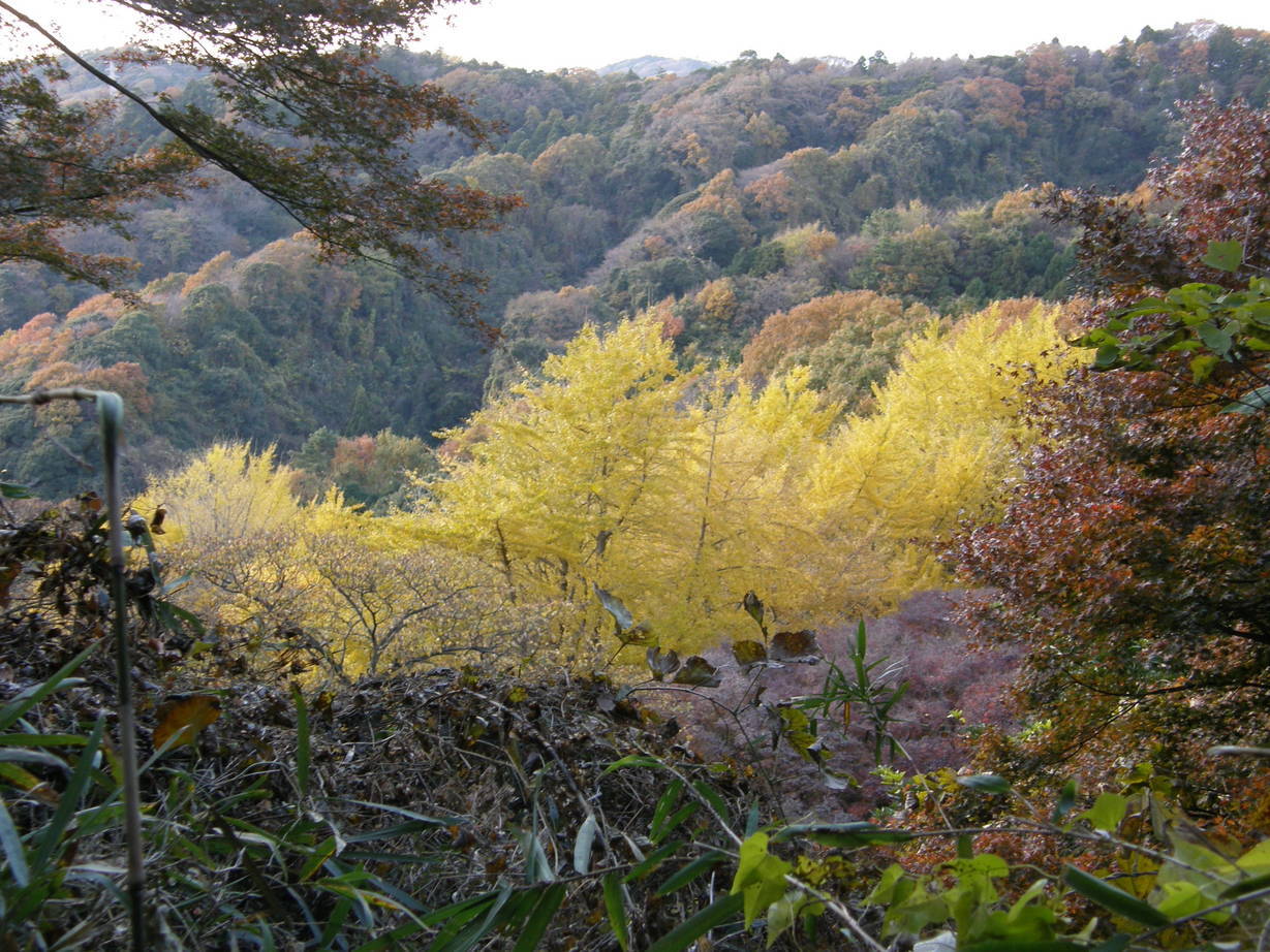 ���������C�ł�