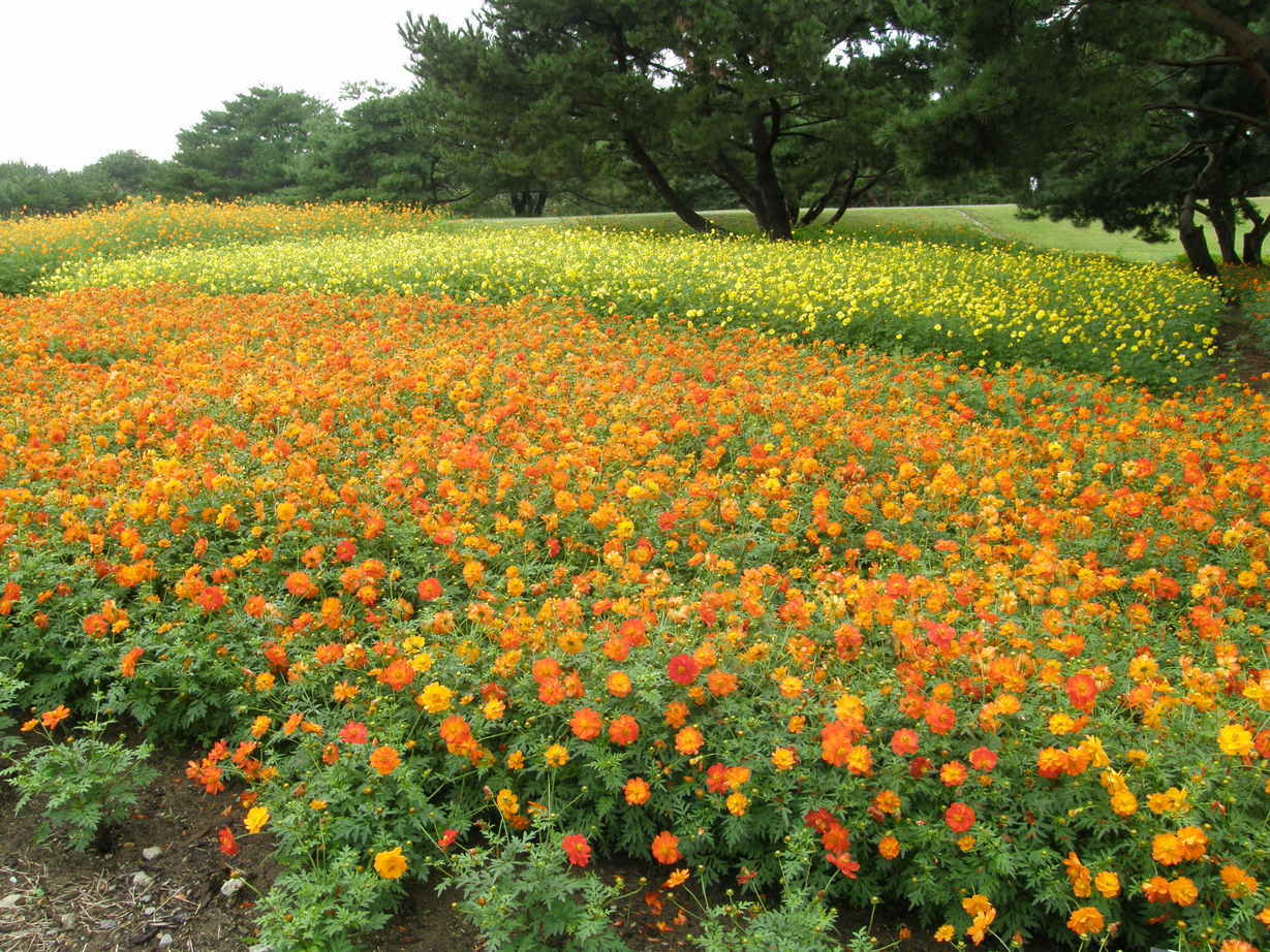 ���������C�ł�