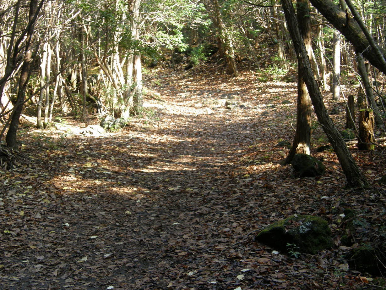 ���������C�ł�