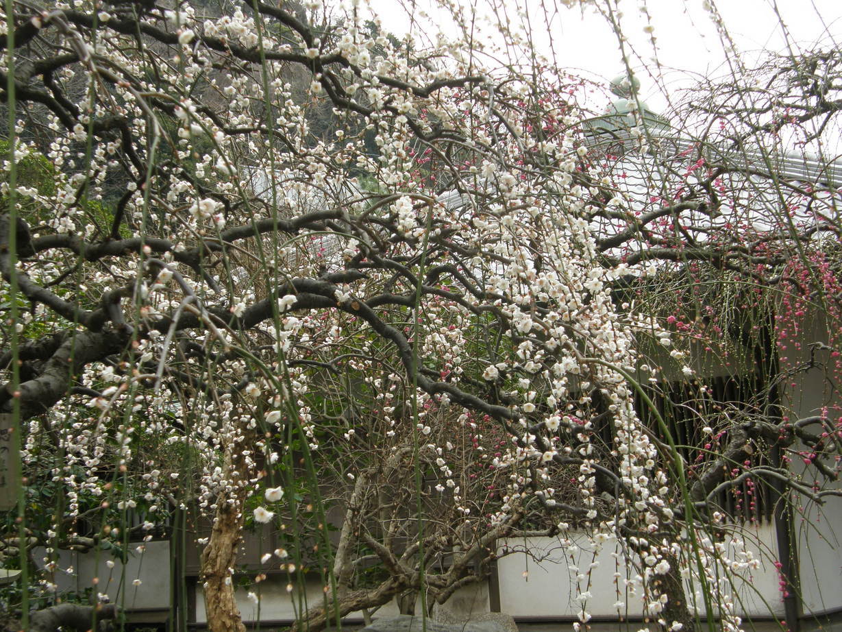 ���������C�ł�