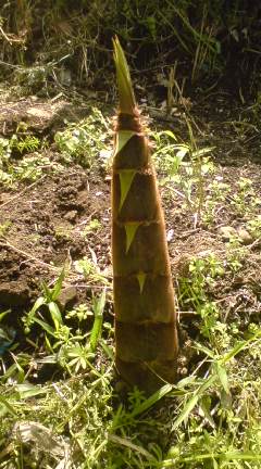 �J���L���u���O