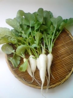 �J���L���u���O