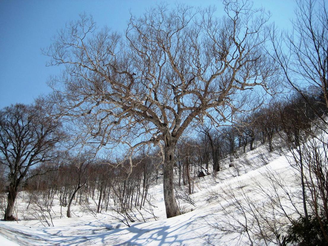 �J���L���u���O