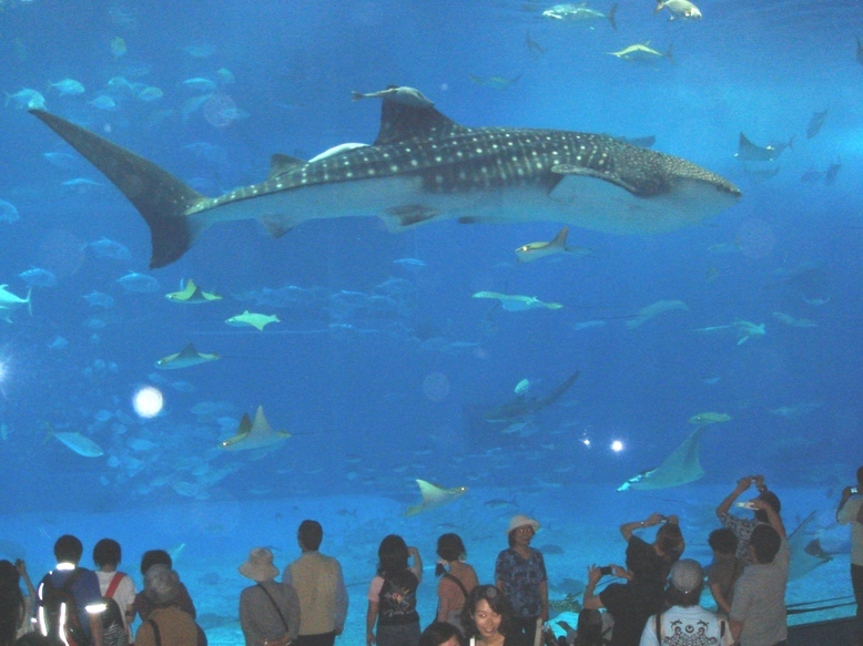 �J���L���u���O