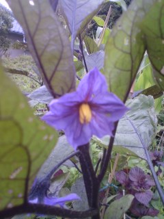 �J���L���u���O