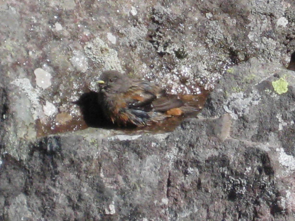 �J���L���u���O