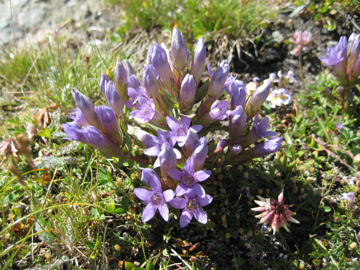 �J���L���u���O