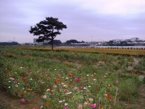 �J���L���u���O