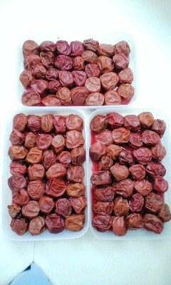 �J���L���u���O