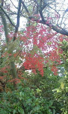 �J���L���u���O