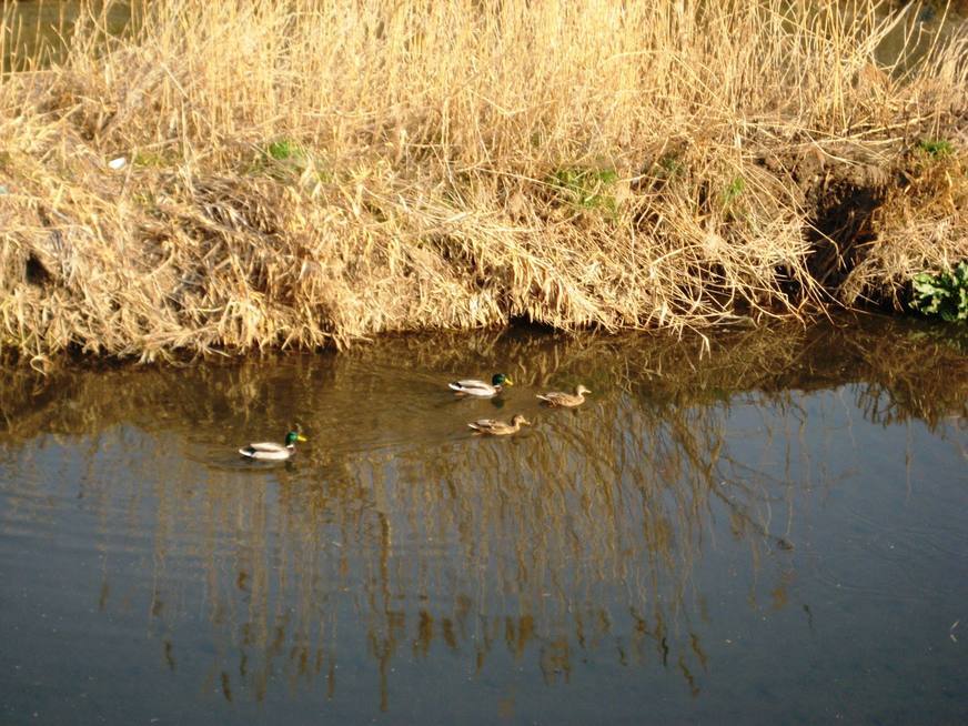 �J���L���u���O