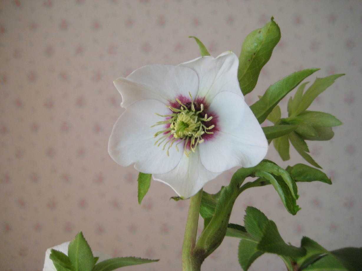 �J���L���u���O