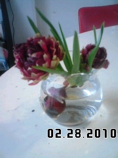 �J���L���u���O