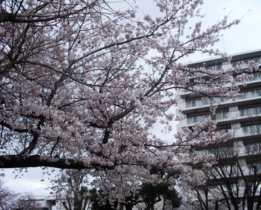 �J���L���u���O