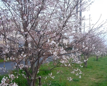 �J���L���u���O