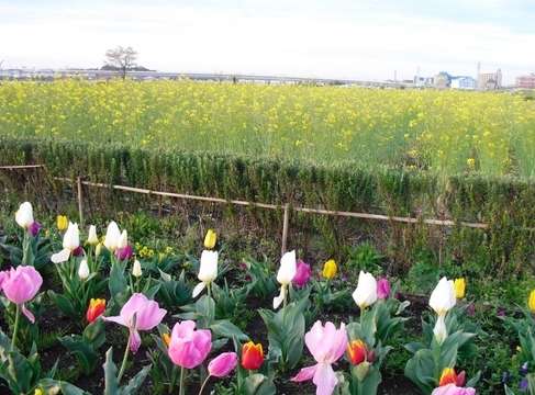 �J���L���u���O