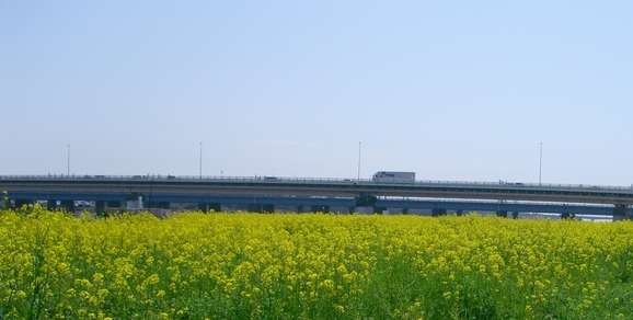 JLuO
